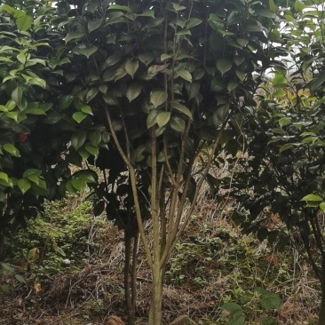 茶花球，茶花树，大量有货，规格大大小小都有