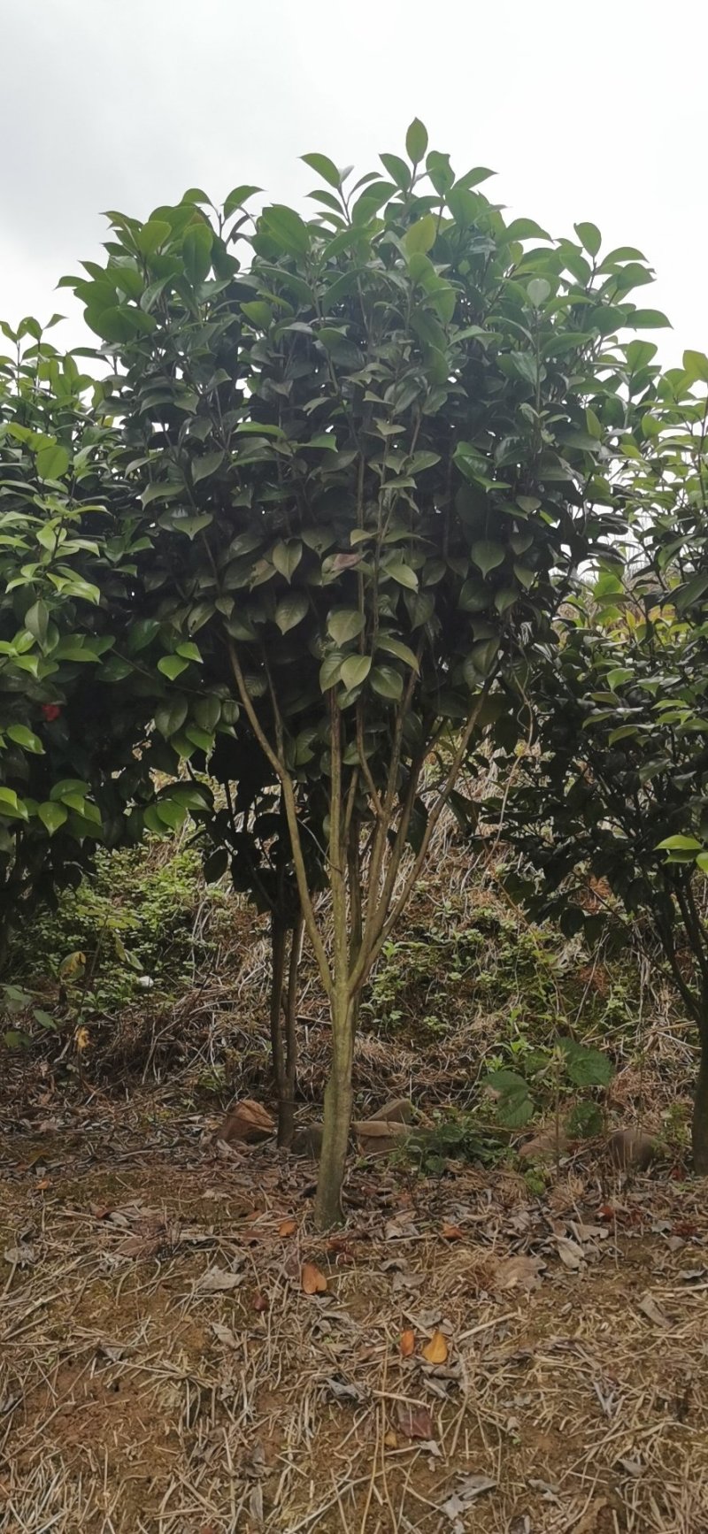 茶花球，茶花树，大量有货，规格大大小小都有