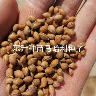 马哈利种子，芽率99%，一手货源，大量批发零售