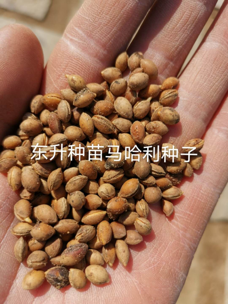 马哈利种子，芽率99%，一手货源，大量批发零售