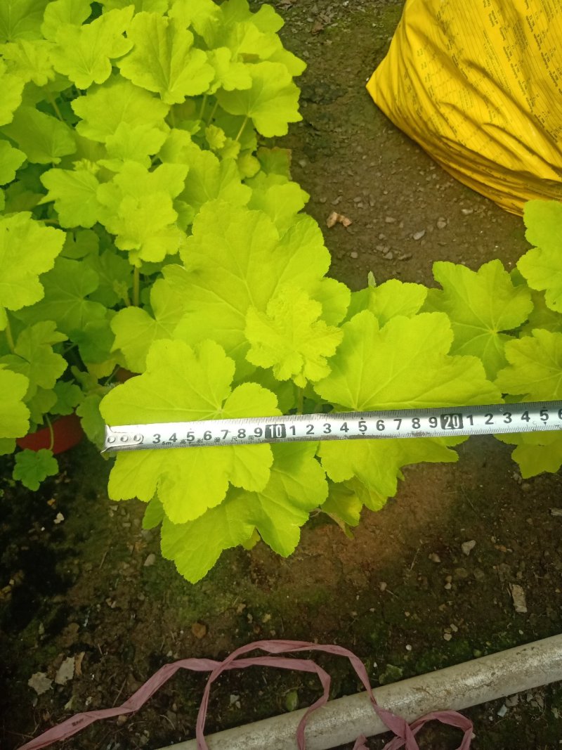 长寿花，三色组盆长寿花，基地直销质量保证，规格齐全