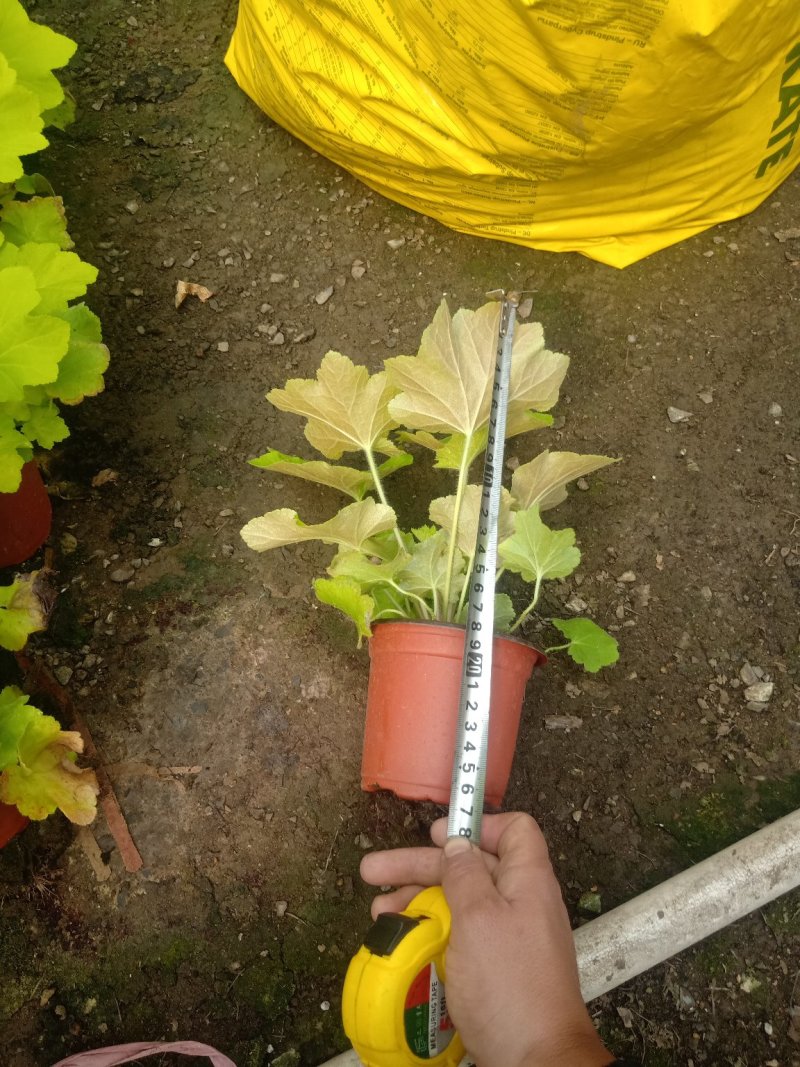 长寿花，三色组盆长寿花，基地直销质量保证，规格齐全