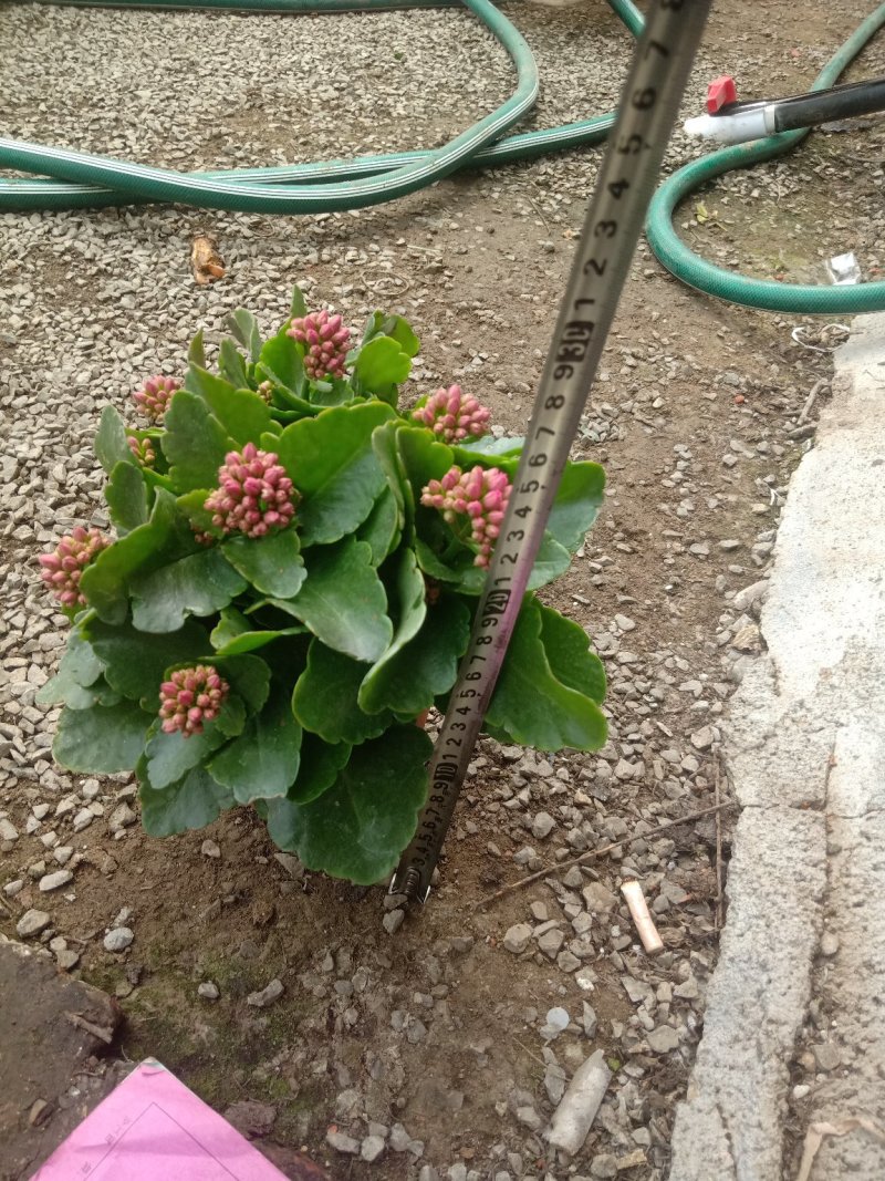 长寿花，三色组盆长寿花，基地直销质量保证，规格齐全