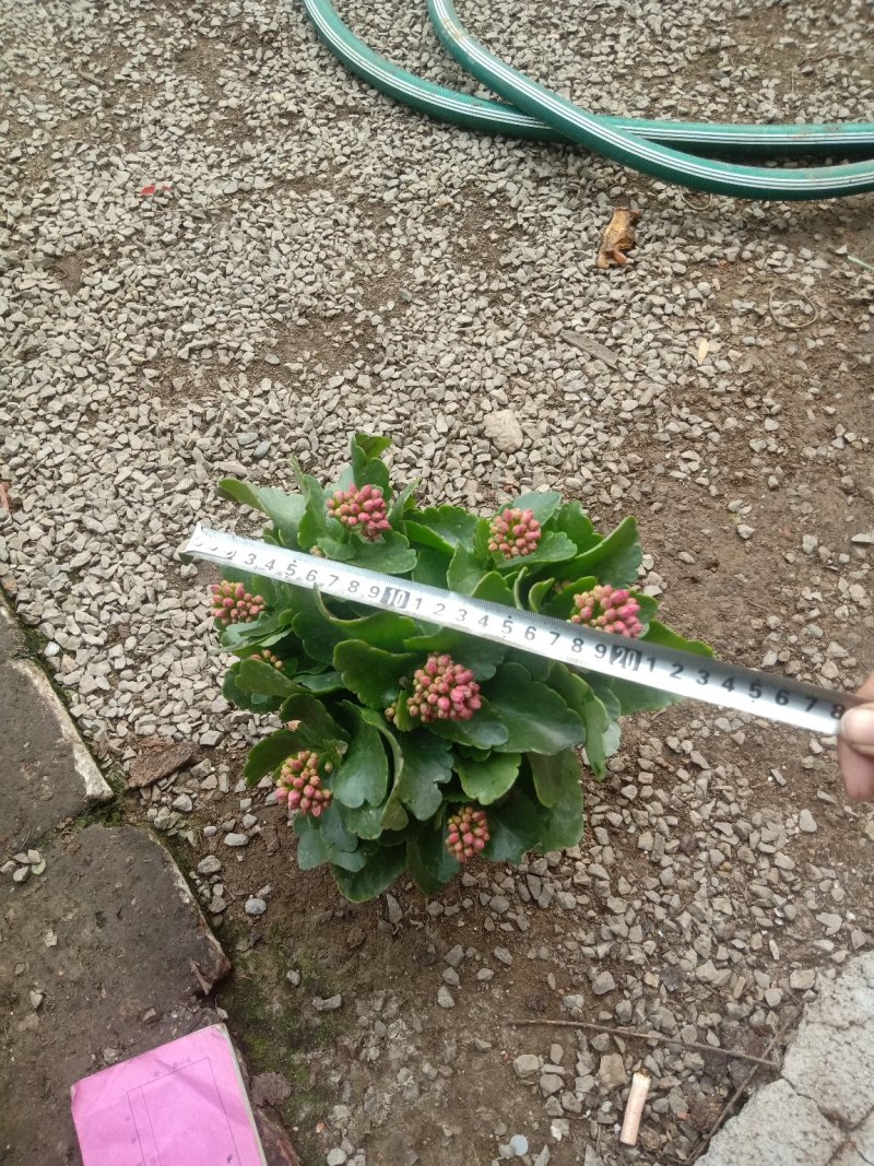 长寿花，三色组盆长寿花，基地直销质量保证，规格齐全
