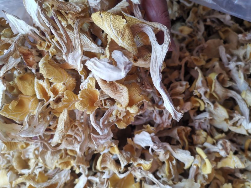 云南鸡油菌老家产地货源大量现货批发