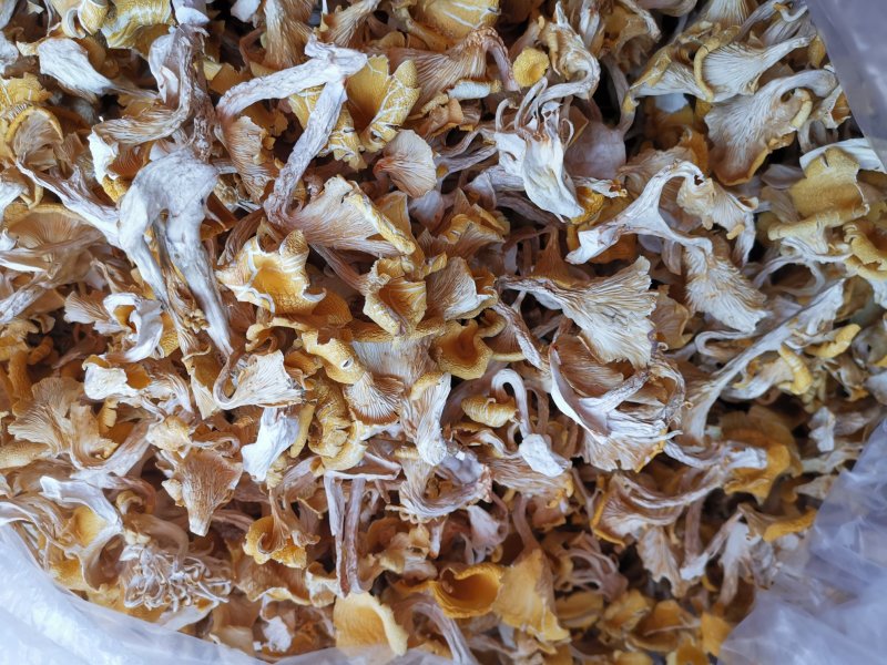 云南鸡油菌老家产地货源大量现货批发