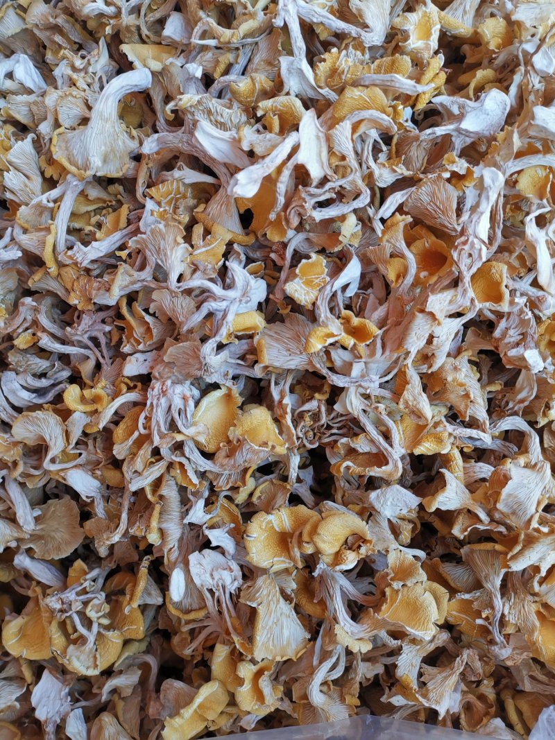 云南鸡油菌老家产地货源大量现货批发