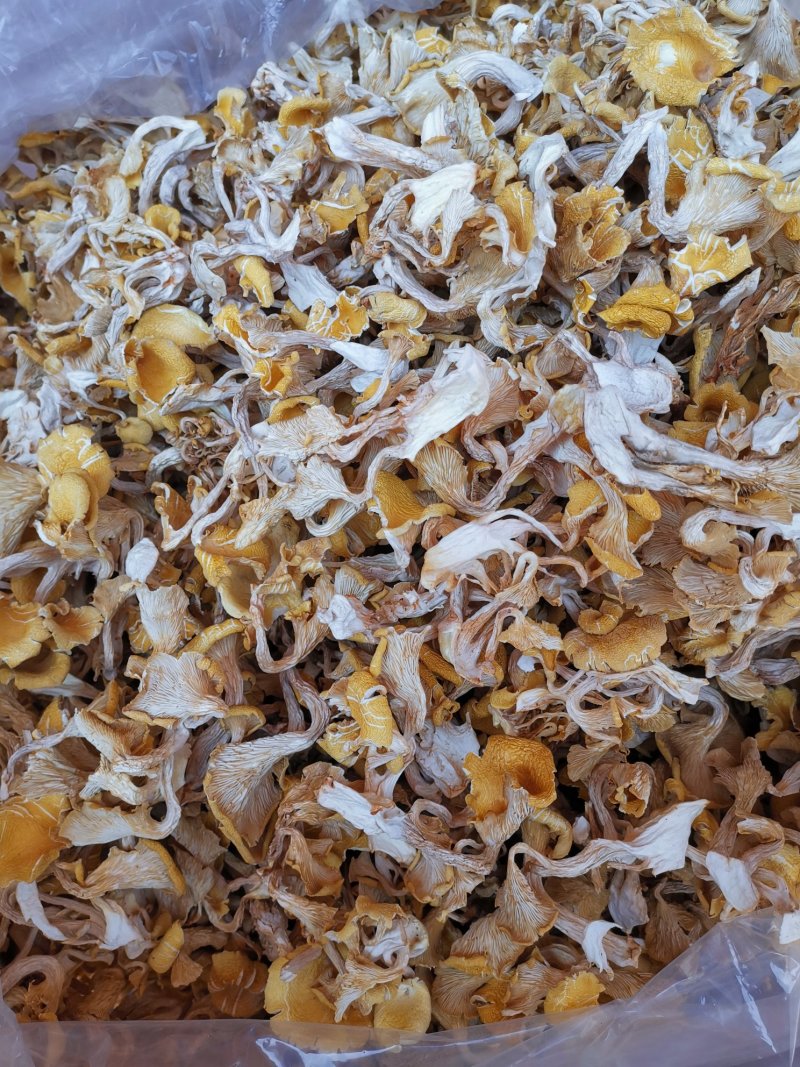 云南鸡油菌老家产地货源大量现货批发