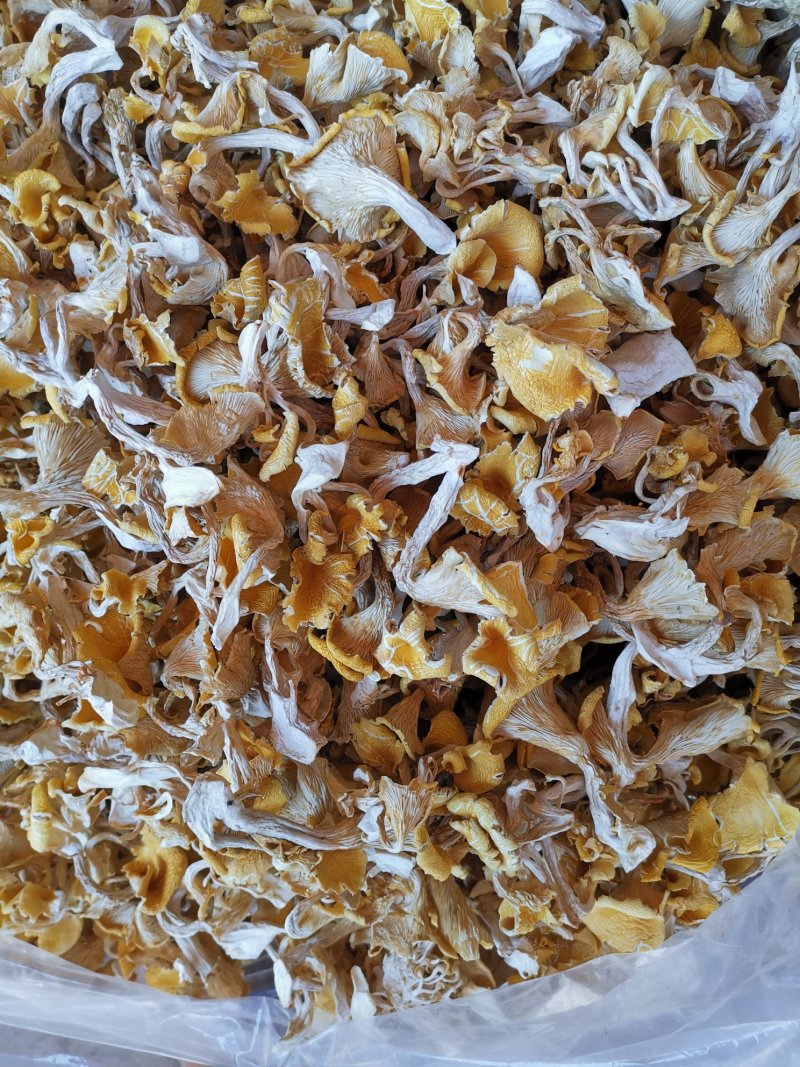 云南鸡油菌老家产地货源大量现货批发