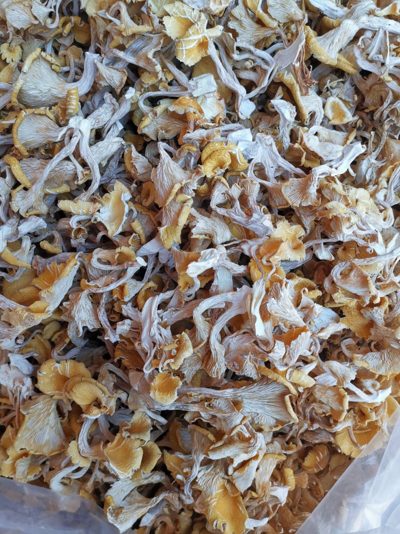云南鸡油菌老家产地货源大量现货批发