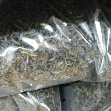 阳明生态茶