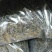 阳明生态茶
