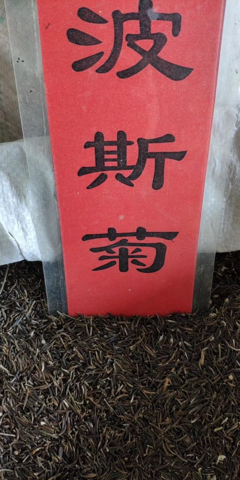 实体种业草籽高羊茅黑麦草白三叶百日草种子