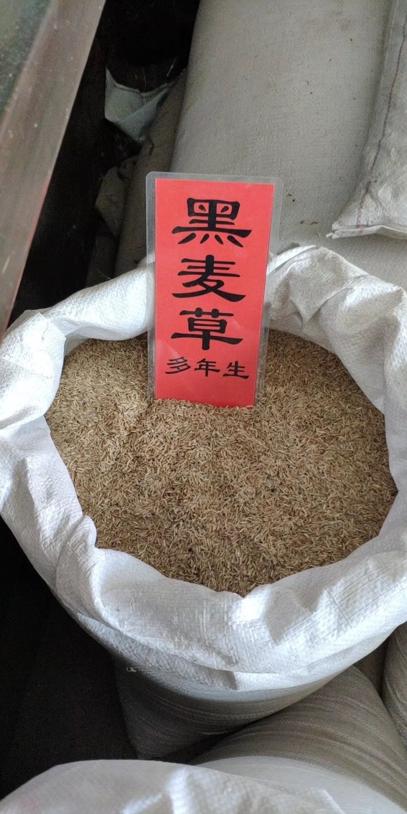 实体种业草籽高羊茅黑麦草白三叶百日草种子