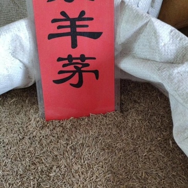 实体种业草籽高羊茅黑麦草白三叶百日草种子