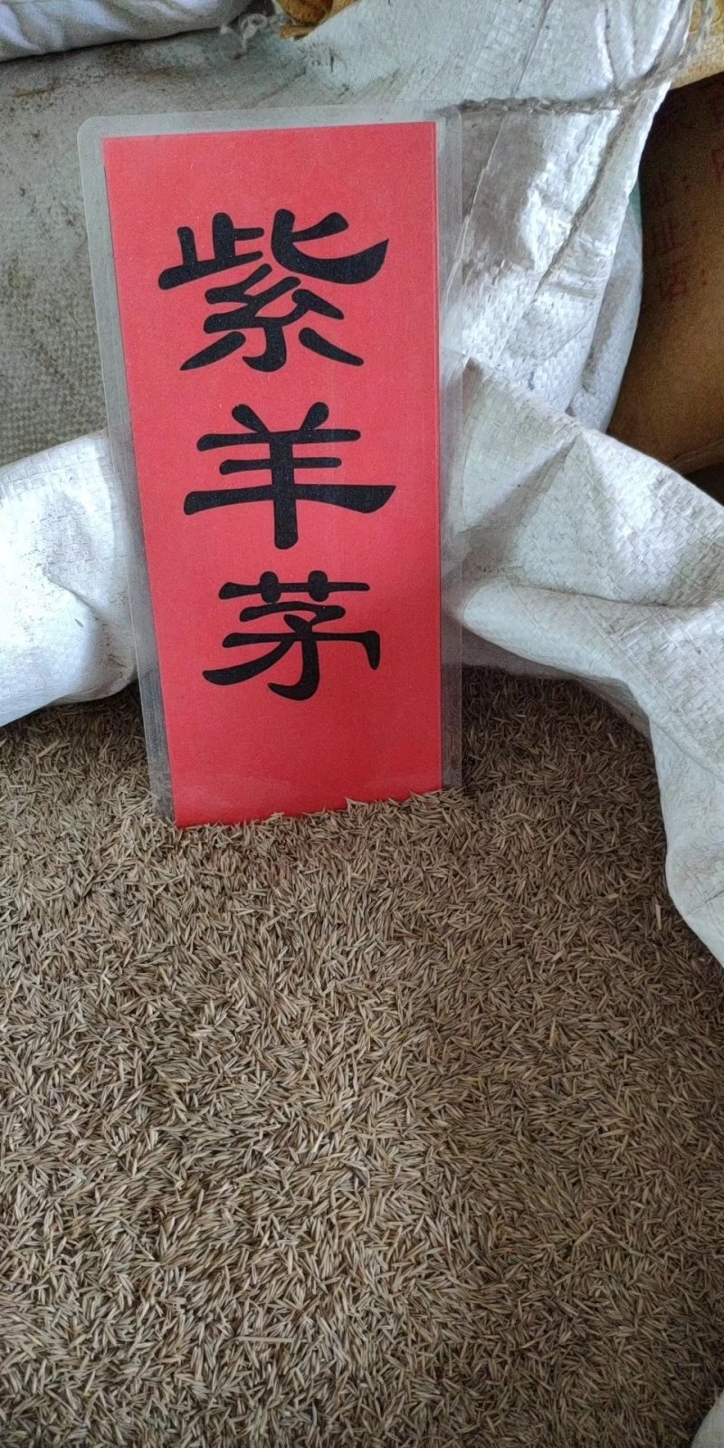 实体种业草籽高羊茅黑麦草白三叶百日草种子