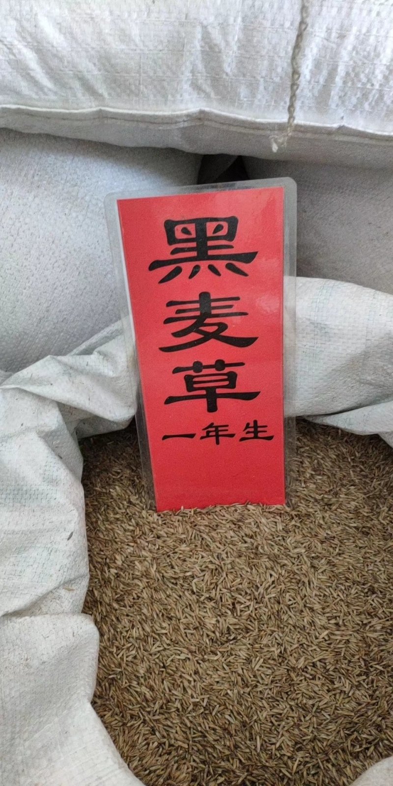 实体种业草籽高羊茅黑麦草白三叶百日草种子
