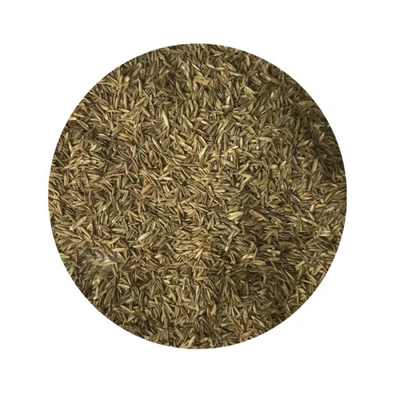 多年生黑麦草种子猪牛羊鸡鸭牧草新种高发芽率8斤/亩包邮