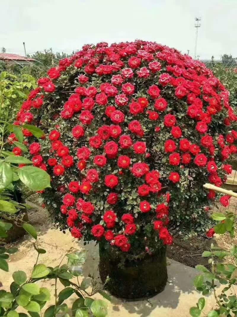 树桩月季四季开花高杆月季百亩基地一手货源1—15公分