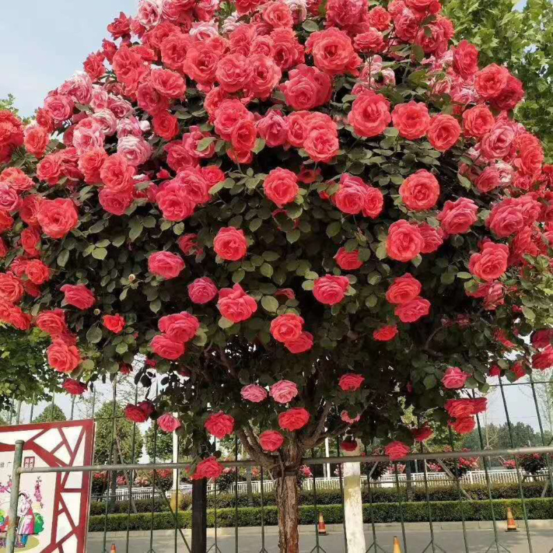 树桩月季四季开花高杆月季百亩基地一手货源1—15公分