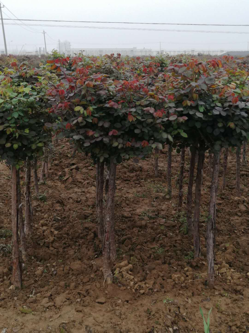 树桩月季四季开花高杆月季百亩基地一手货源1—15公分