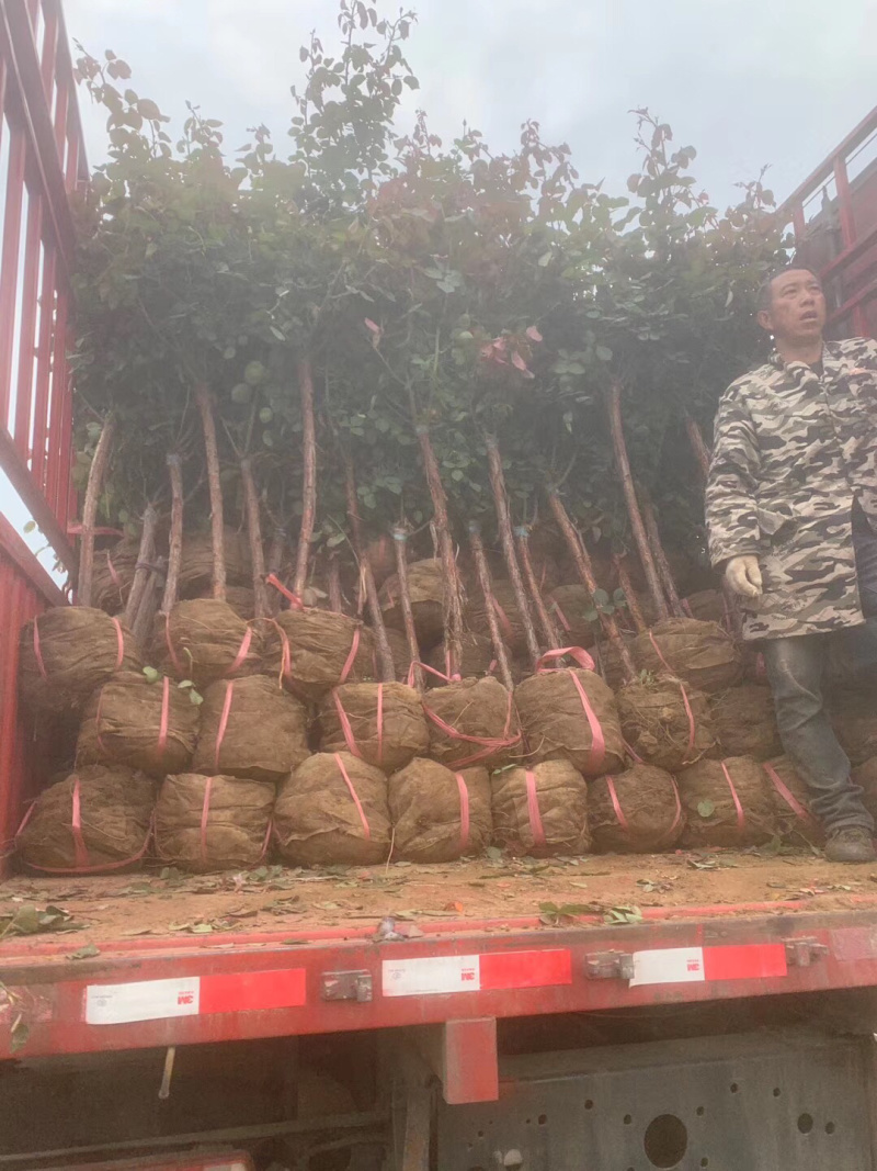 树桩月季四季开花高杆月季百亩基地一手货源1—15公分
