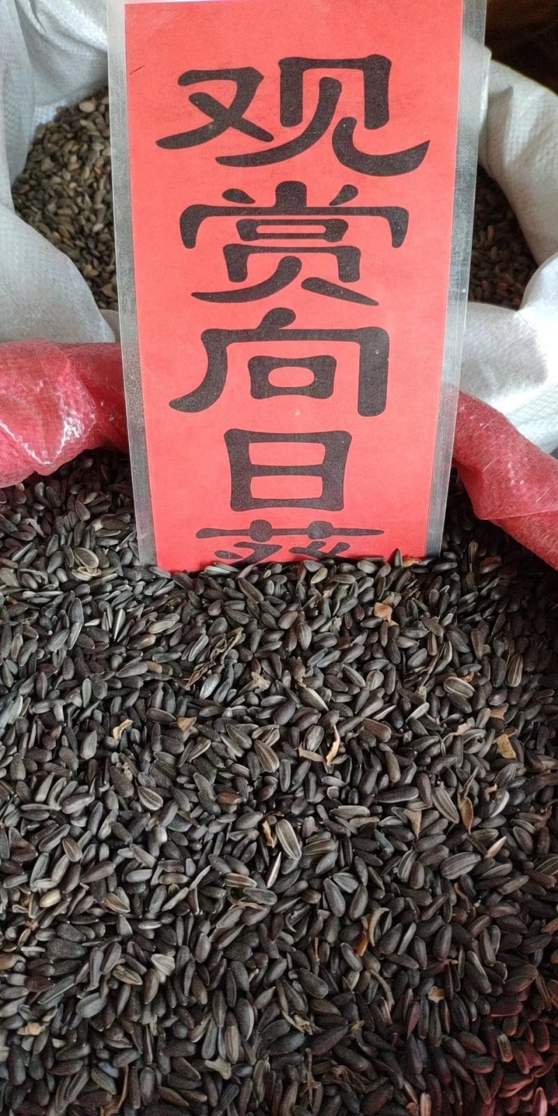 实体种业波斯菊种子日光菊黑心菊松果菊金鸡菊籽