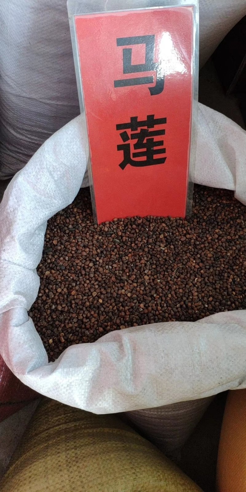 实体种业五彩石竹种子油菜花向日葵麦仙草紫花地丁