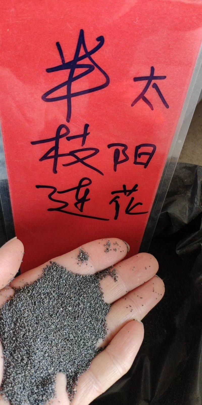 实体种业五彩石竹种子油菜花向日葵麦仙草紫花地丁