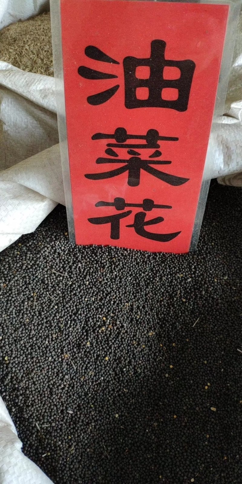 实体种业五彩石竹种子油菜花向日葵麦仙草紫花地丁