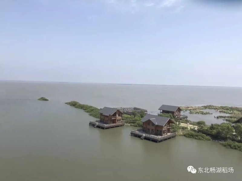 东北珍珠米19年新米上市中，【畅湖稻场全国招代理】