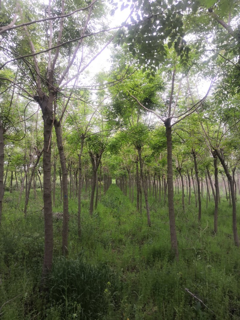 北栾