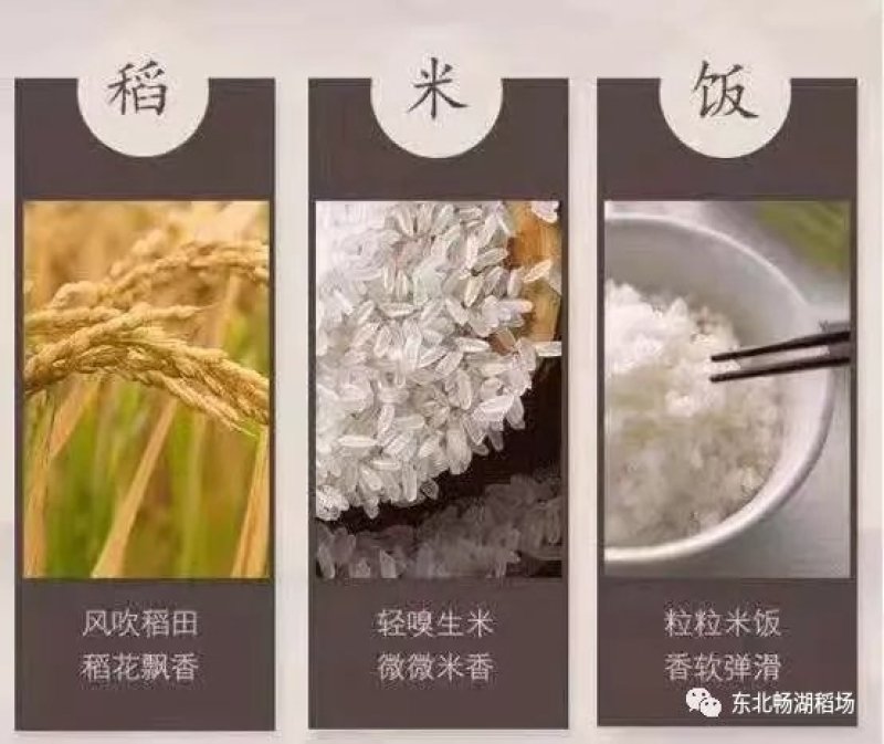 东北大米稻花香大米2019新米，【畅湖稻场全国招代理】