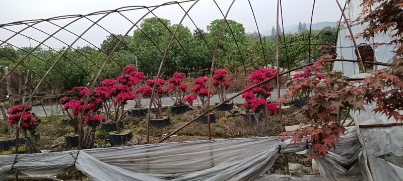 杜鹃