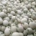 海阳网纹瓜