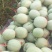 海阳网纹瓜
