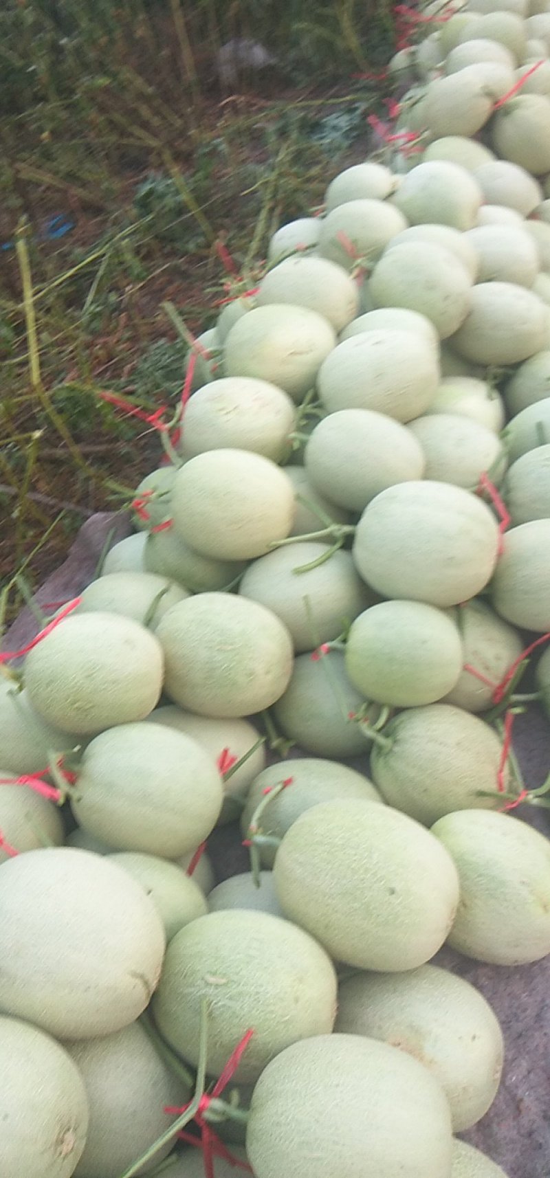 海阳网纹瓜