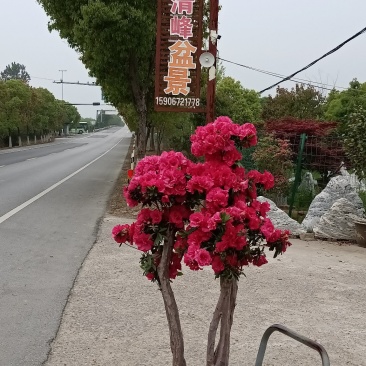杜鹃