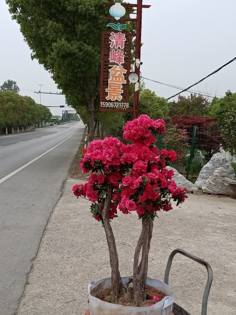 杜鹃