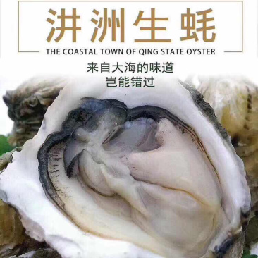 广东深海牡蛎生蚝一手货源湛江蚝台山蚝乳山蚝