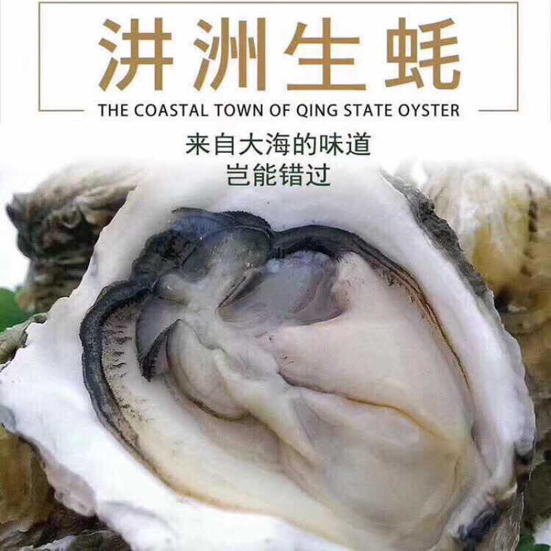 广东深海牡蛎生蚝一手货源湛江蚝台山蚝乳山蚝