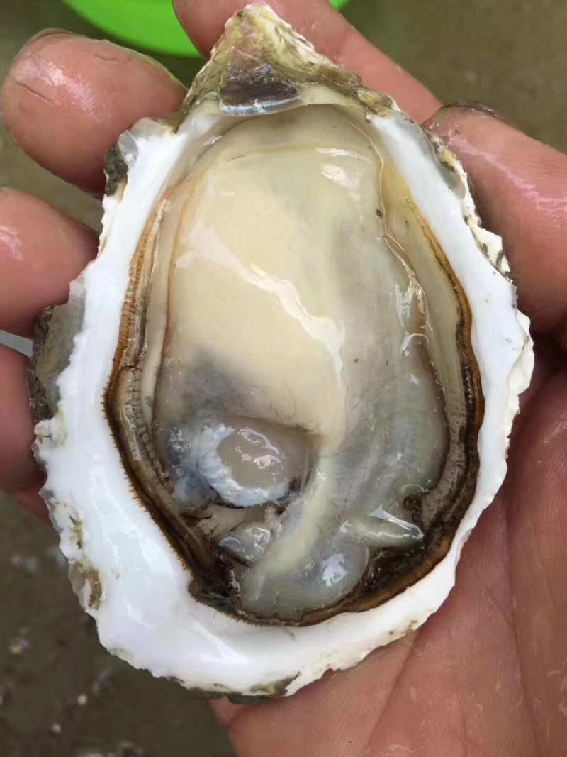 广东深海牡蛎生蚝一手货源湛江蚝台山蚝乳山蚝