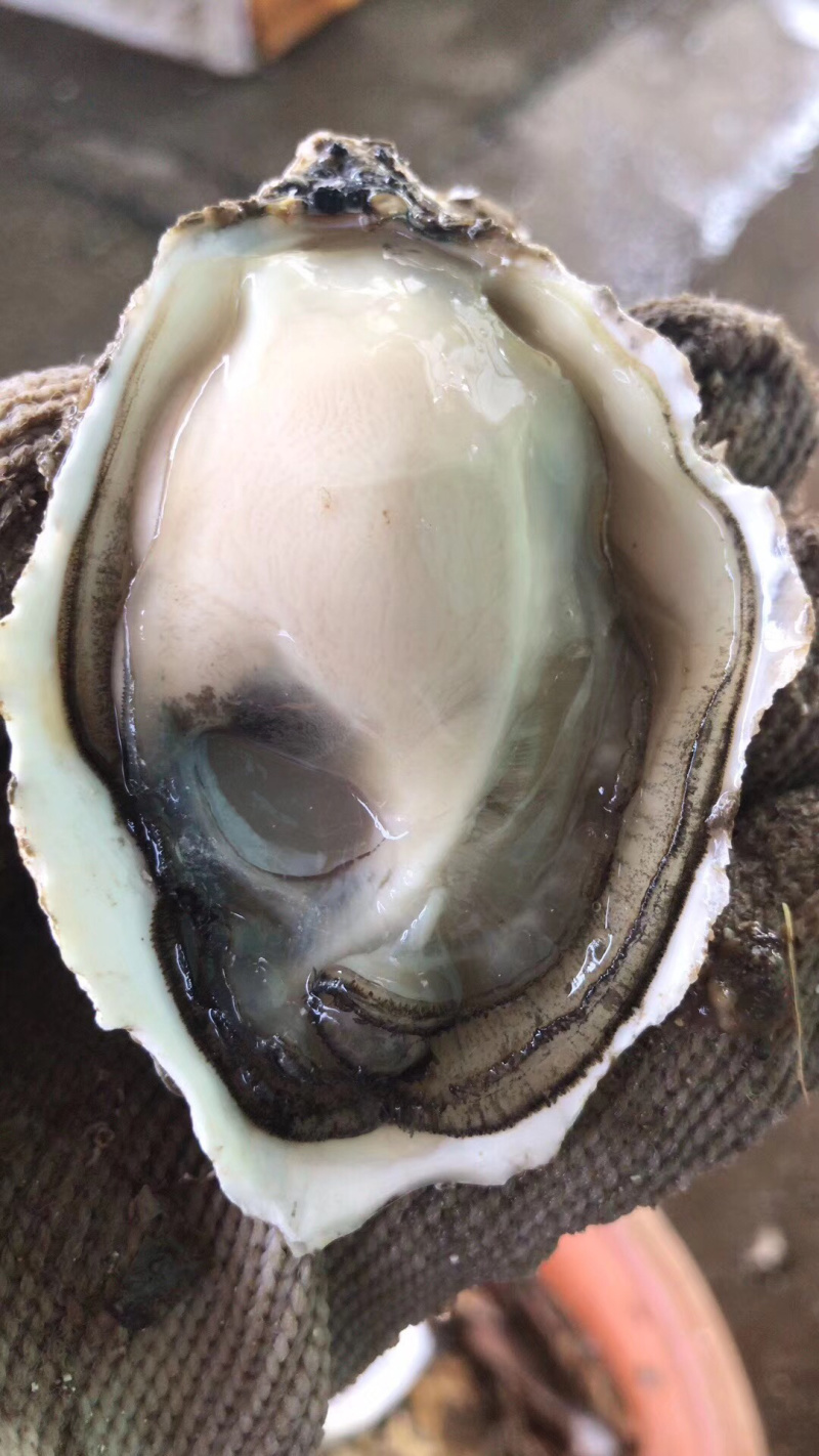 广东深海牡蛎生蚝一手货源湛江蚝台山蚝乳山蚝