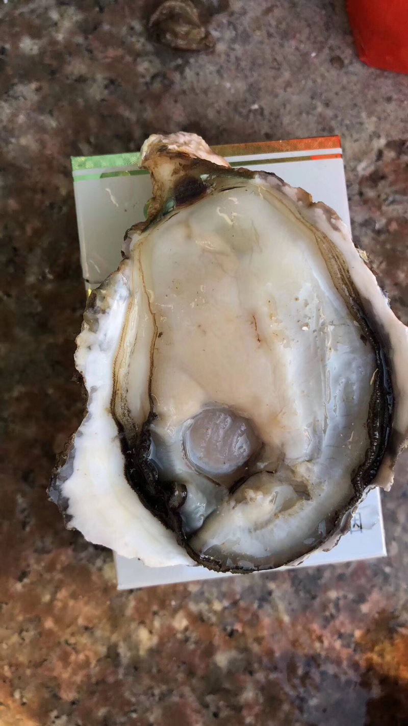 广东深海牡蛎生蚝一手货源湛江蚝台山蚝乳山蚝
