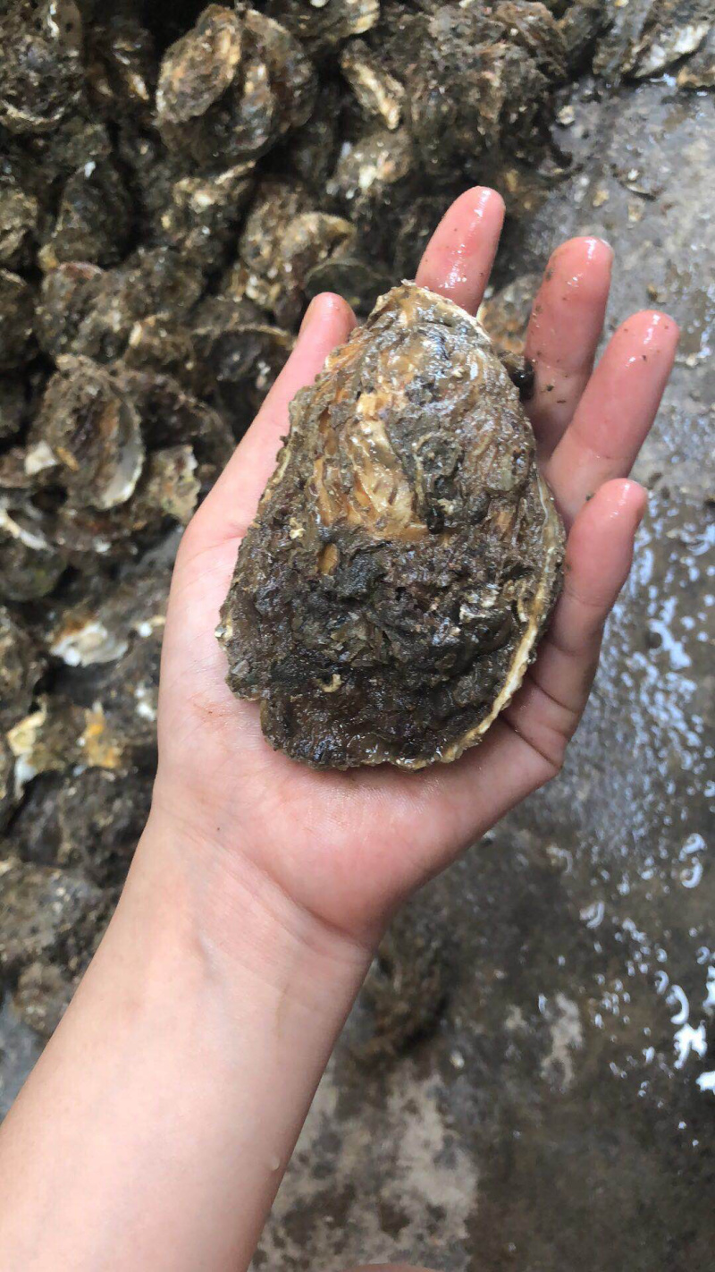 广东深海牡蛎生蚝一手货源湛江蚝台山蚝乳山蚝