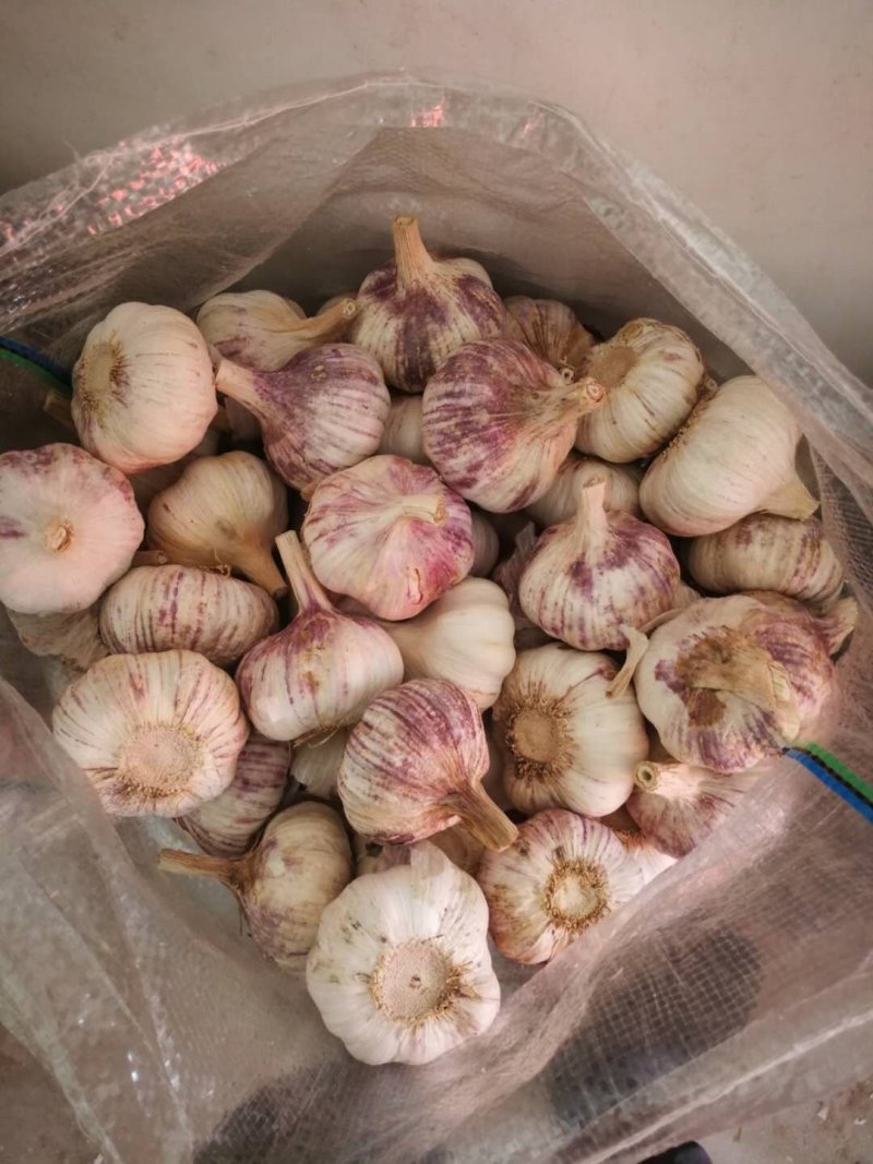大蒜头【河南开封通许万亩基地直供高质量高标准】