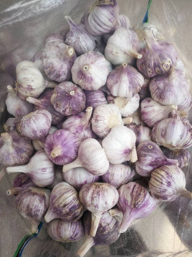大蒜头【河南开封通许万亩基地直供高质量高标准】