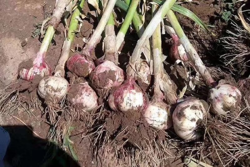 大蒜头【河南开封通许万亩基地直供高质量高标准】