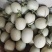 海阳网纹瓜