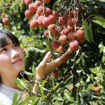 海南妃子笑荔枝万亩基地果园直销欢迎咨询采购